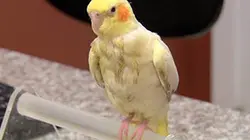 Visuel de La clinique des animaux exotiques