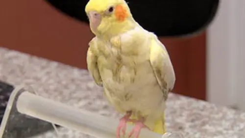 La clinique des animaux exotiques S02E00 Un cacatoès collant