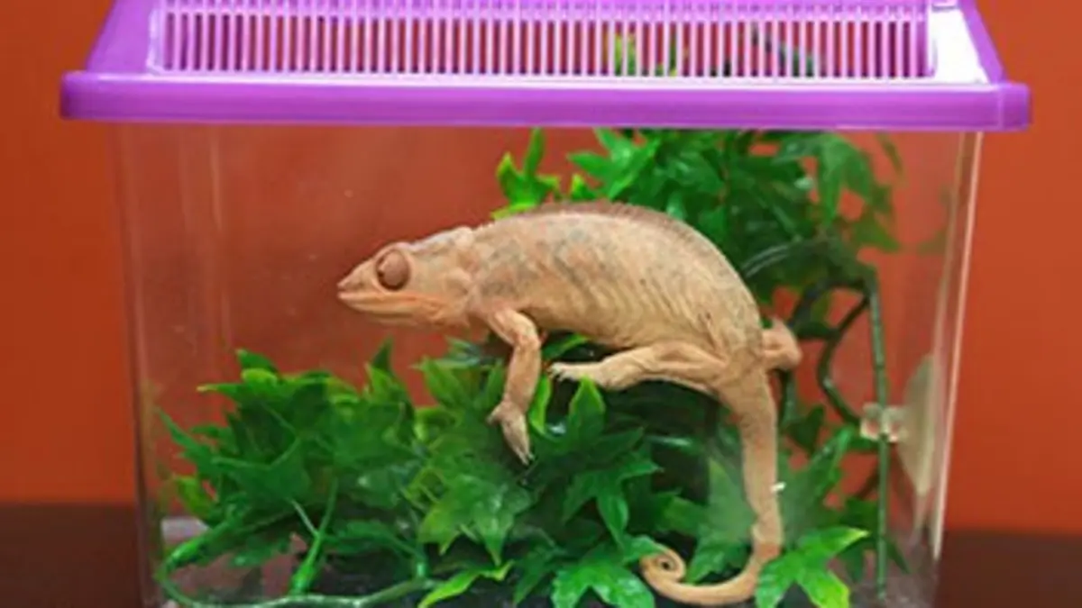 La clinique des animaux exotiques S02E00 Visite de routine pour caméléons