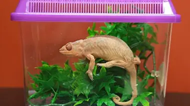 Visite de routine pour caméléons