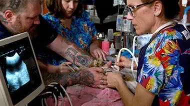 Harry et Sally les poissons