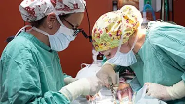 Chirurgie réparatrice pour perroquet