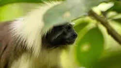 Visuel de La Colombie sauvage