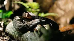 Visuel de La Colombie sauvage