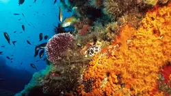 La Corse, beauté sauvage L'île verticale