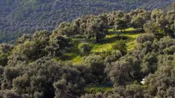 La Corse, beauté sauvage Le monde végétal