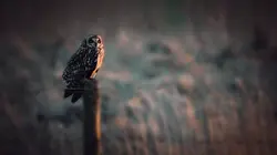 La côte à vol d'oiseau