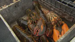 La côte Est des Etats-Unis