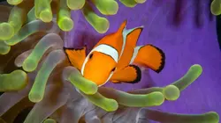 La course pour la vie E11 Défenses en eaux troubles