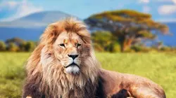 La course pour la vie