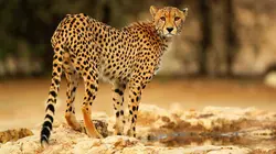 La course pour la vie