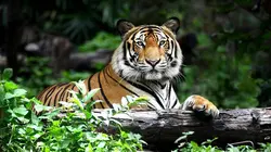 La course pour la vie