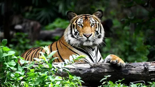 La course pour la vie E12 Petits mais costauds