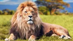 La course pour la vie