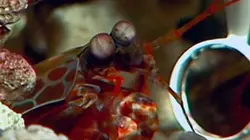 Visuel de La crevette-mante