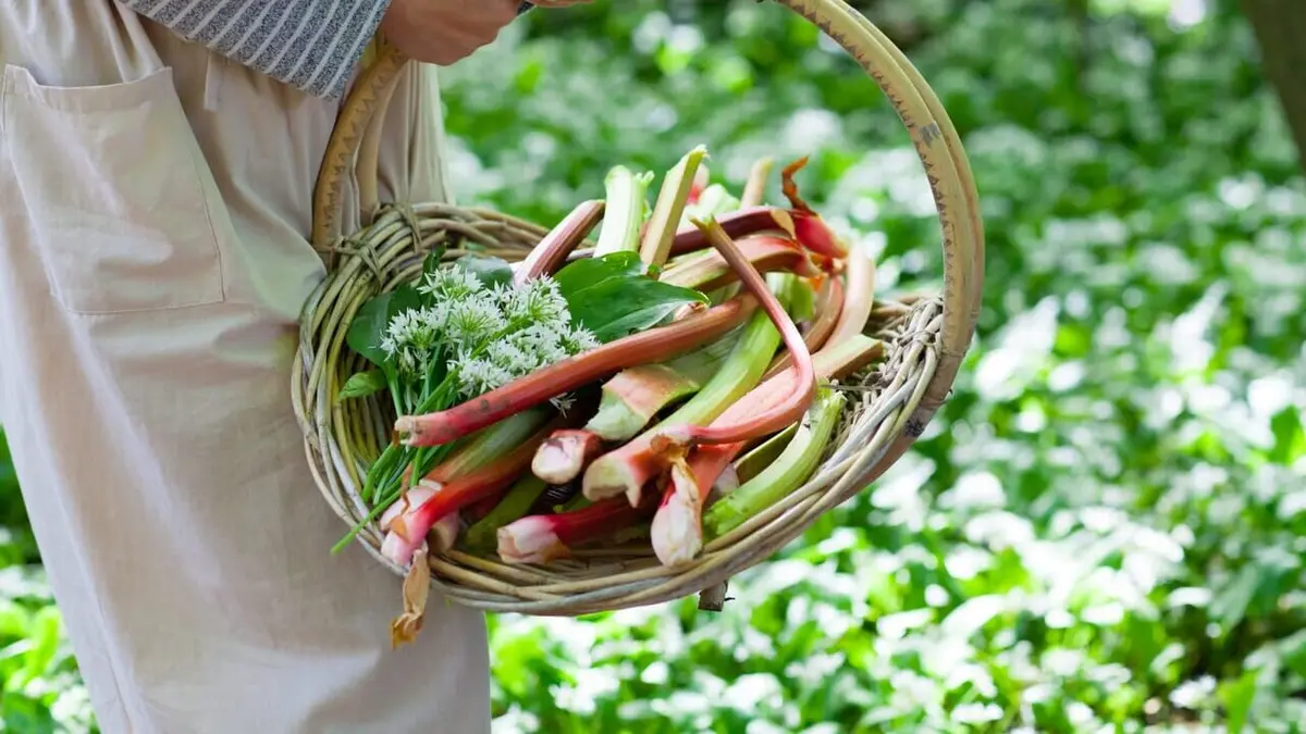 La cueillette alimentaire urbaine