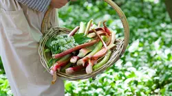 La cueillette alimentaire urbaine