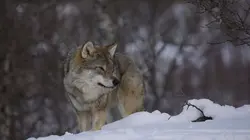 La demeure sauvage du Père Noël