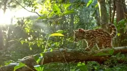 Visuel de La dernière chance d'Ocilla