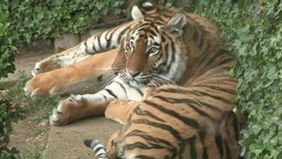 La deuxième vie des animaux de cirque