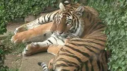 Visuel de La deuxième vie des animaux de cirque