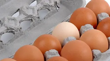 Trompettes en cuivre, boîtes d'oeufs