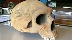 Visuel de La disparition de l'homme de Néandertal