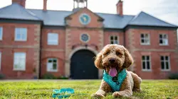 Sur Animaux à 22h15 : La dog Académie