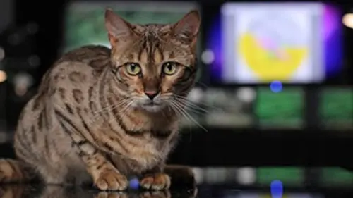 La double vie des chats