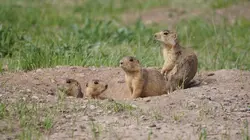 Visuel de La dynastie des chiens de prairie
