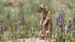 Visuel de La dynastie des chiens de prairie