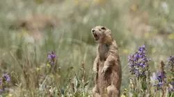 Visuel de La dynastie des chiens de prairie