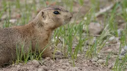 Visuel de La dynastie des chiens de prairie
