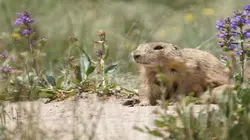 Visuel de La dynastie des chiens de prairie
