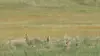La dynastie des chiens de prairie