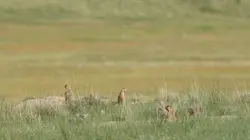 Visuel de La dynastie des chiens de prairie