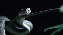 La dynastie des singes