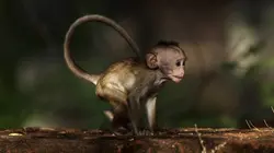 La dynastie des singes