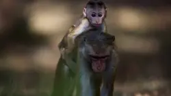 La dynastie des singes