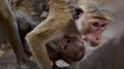 La dynastie des singes