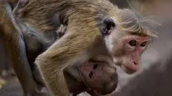 La dynastie des singes