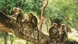 La dynastie des singes