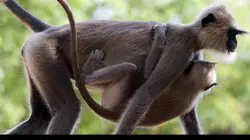 La dynastie des singes