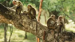 La dynastie des singes