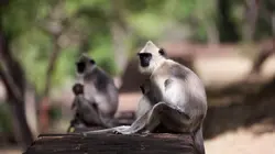 La dynastie des singes