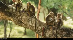 La dynastie des singes