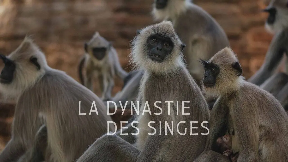 La dynastie des singes