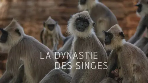 La dynastie des singes E03 Tempête au paradis
