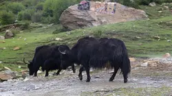 La fabuleuse histoire de l'évolution E06 Chine, le toit du monde