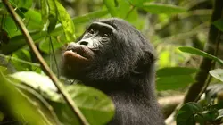 La fabuleuse histoire de l'évolution E01 Afrique, le rift albertin